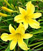 Yellow Blossoms In Garden